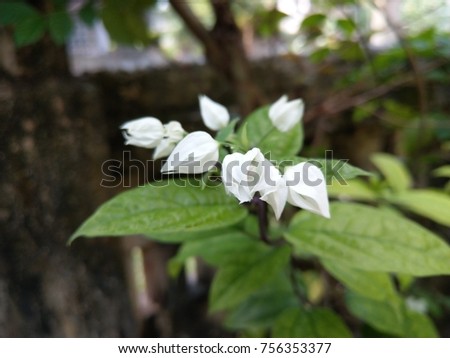 white and red flower bud