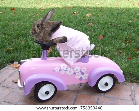 Cute Bunny on Pink Toy Car on Sidewalk with White Cotton Tail Hanging Out
