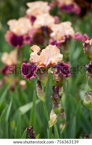  Colorful irises in the garden, perennial garden. Gardening. Bearded iris
