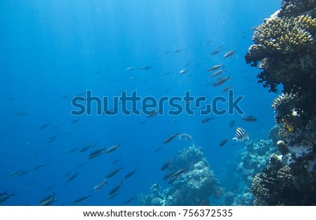 Underwater coral reef and tropical fishes