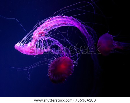 meduse ocean wildlife Royalty-Free Stock Photo #756384103
