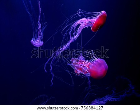 meduse ocean wildlife Royalty-Free Stock Photo #756384127