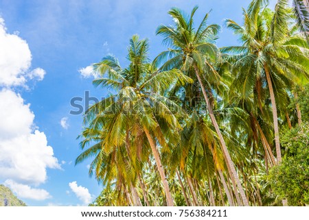 Palm in tropical paradise