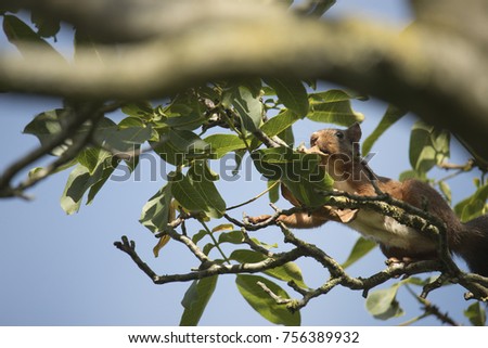 Squirrel running high in a tree, picture taken from under it