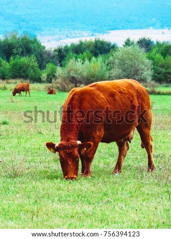 Photo depicting a milky brown lovely herd of cows. Cows graze on a green grass in a mountain peaceful landscape. Healthy food farming concept. 
