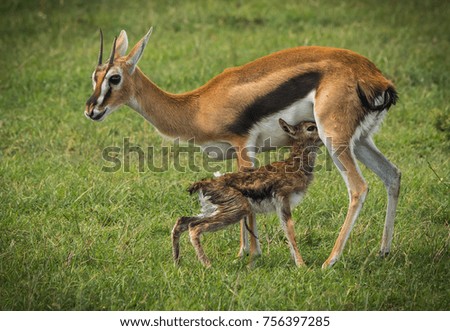 Image of antelope Thompson and her newborn baby in Masai Mara, Kenya