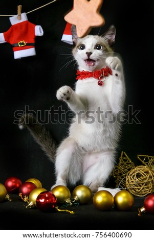 happy white cat playing on a christmas scenario