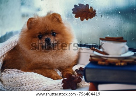 Pomeranian dog sits by the window and wrapped up in a blanket. Rain outside the window