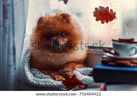 Pomeranian dog sits by the window and wrapped up in a blanket. Rain outside the window