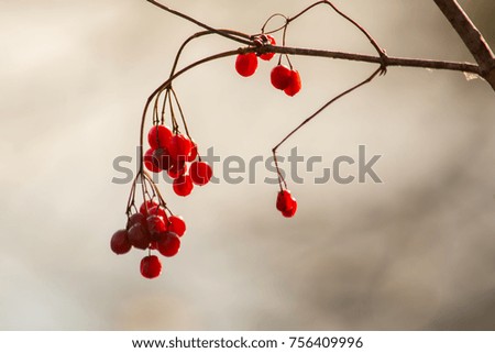berries clinging to a branch in fall