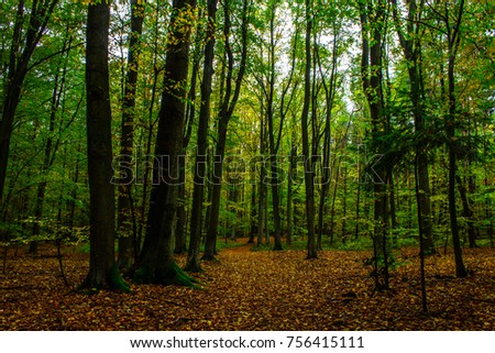 Beautiful autumn forest. Background.