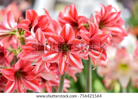 Beautiful red white hippeastrum, amaryllis flowers in the garden.A beautiful bouquet of flowers.Dutch flowers.Beautiful composition. Royalty-Free Stock Photo #756421564