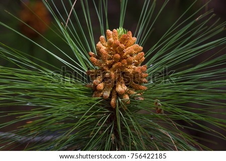 Macro photography female gametophyte at the eaten. The family of gymnosperms. Green lush branch. Fir branches. Spruce background. Coniferous forest. Royalty-Free Stock Photo #756422185
