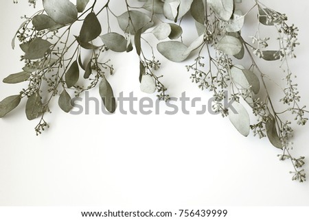 Eucalyptus branches on white background