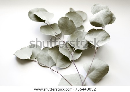 Eucalyptus branches on white background