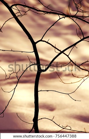 Winter forest. Snow background. winter mood. forest minimalism. shadows on the snow. Bright Winter landscape of branches against colorful snow. Winter background.  orenge filter of snow landscape