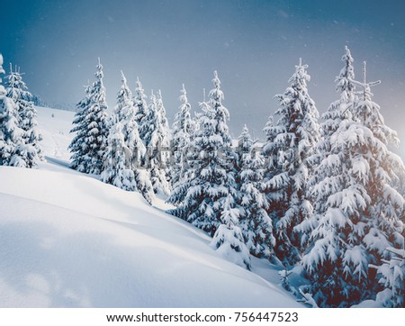 Fabulous frozen fir trees. Frosty day on ski resort. Location Carpathian, Ukraine, Europe. Great picture of wild area. Explore the beauty of earth. Scenic image of hiking concept. Happy New Year!
