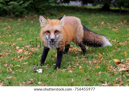 cute red fox