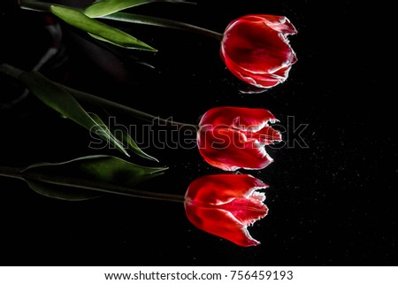 three flowers of a red tulip lie on a black mirror background