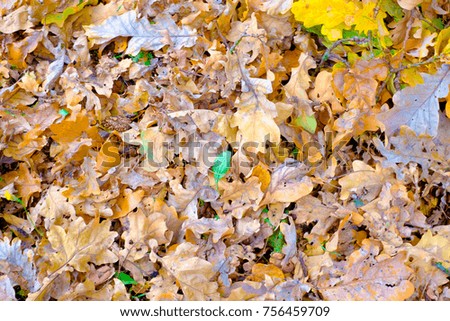 Autumn leaves background in autumn park. Outdoor autumn concept