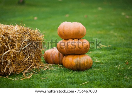 Pumpkins on the green grass. Autumn backgrounds