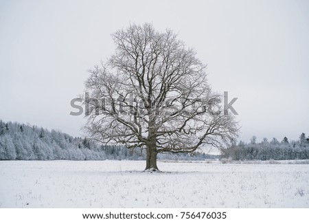 Oak in a field in winter, frozen background