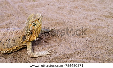 Closeup Shot of A Beautiful Horned Lizard with Copy Space for Text.  Selective Focus and Blurred Background.