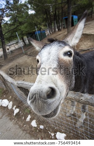 Mule, ass in the farm