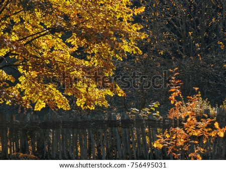    Colorful autumn trees  and fence                            