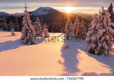 Snow covered fir trees on the background of mountain peaks. Panoramic view of the picturesque snowy winter landscape.