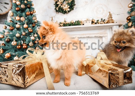 Two pomeranian puppy dogs on christmas background. New year dogs. Two cute little dogs.