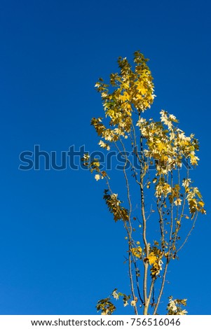 Skinny tree top of green leaves turning yellow, against a blue sky
