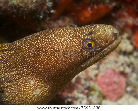 Goldentail Moray Eeel picture taken in south east Florida.