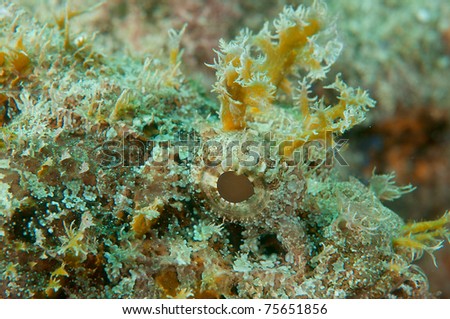 Close up of a Spotted Scorpionfish, picture taken in south east Florida.