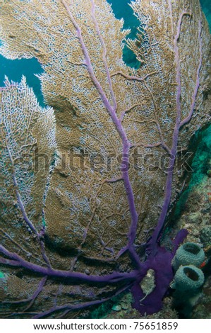 Close up Sea Fan, picture taken in south east Florida.