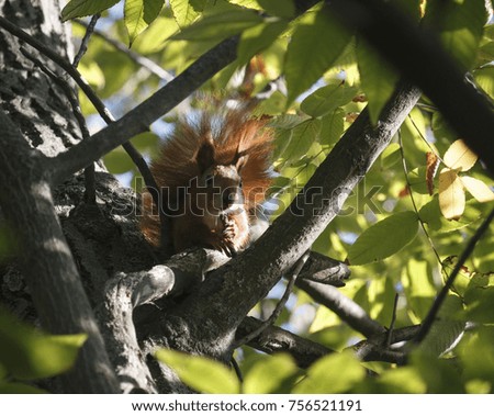 Squirrel in the park