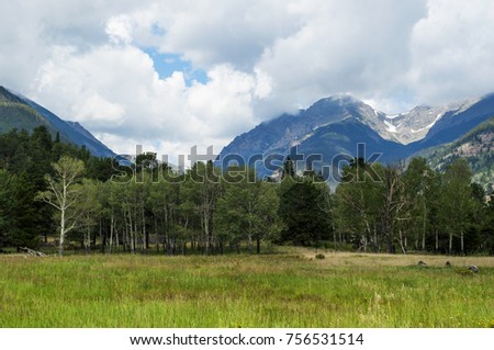 Montane meadow in the Rocky Mountains, Colorado USA