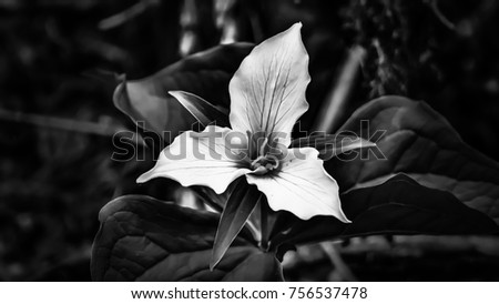 Beautiful unknown white flower.