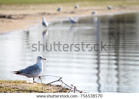 Ring-billed gull on shore with other gulls in blurry background