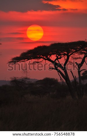 African sunset silhouetting trees and clouds with savannah. Captured in the Serengeti