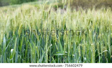 Green Wheat Field in Yunnan, China at Dusk (Wide-Screen)