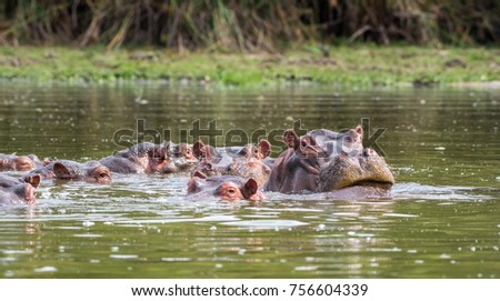 Hippo Herd Basking In River