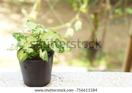 home plant in pot
