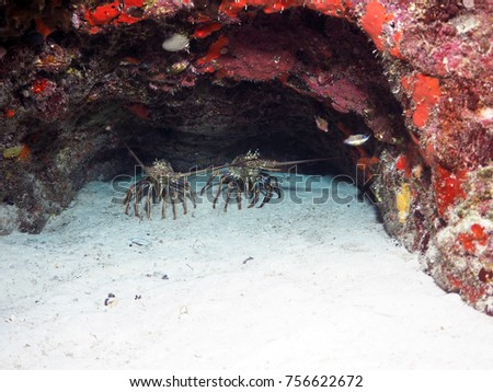 Spiny Lobster Couple