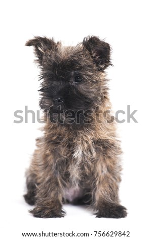 Border Terrier puppy with flowers isolated on white in the studio