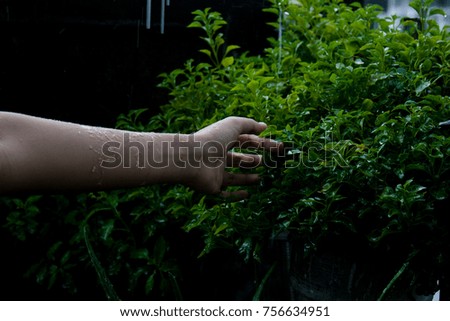 hand young lady touch small grass after rain