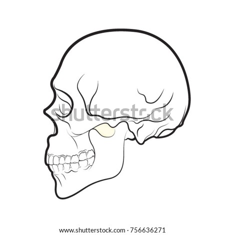 black outline human skull side view-vector drawing