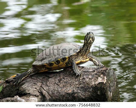 Turtle basking on the tree stump in fresh water pond of Chinese garden.