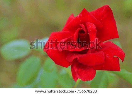 Red rose is blooming in the garden of Thailand. This image was blurred or selective focus. Black and white picture.
