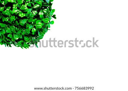 Green leaves on a white background. Can be used as a picture frame.